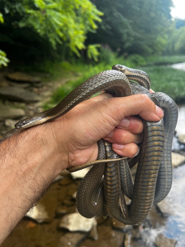 Queen Snakes